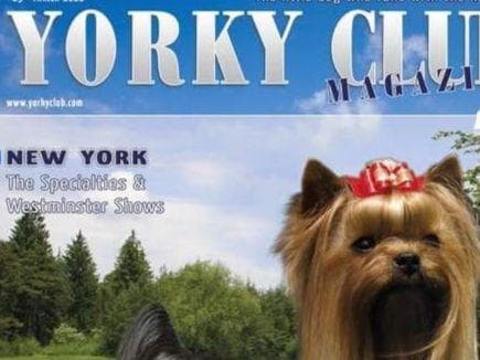 Yorkshire Terrier Puppies breeder image 9