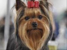Yorkshire Terrier Puppies breeder image 18