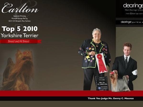 Yorkshire Terrier Puppies breeder image 12