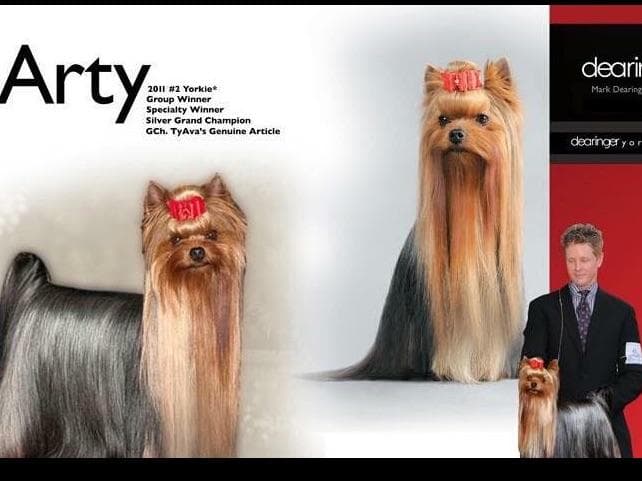 Yorkshire Terrier Puppies breeder image 20