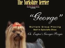 Yorkshire Terrier Puppies breeder image 22