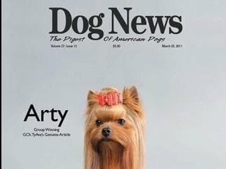 Yorkshire Terrier Puppies breeder image 11