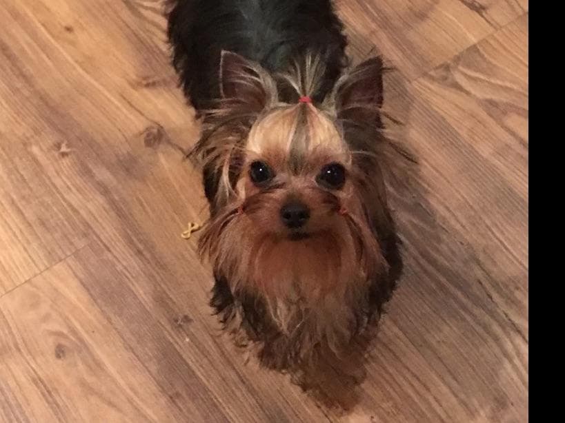 Yorkshire Terrier Puppies breeder image 25