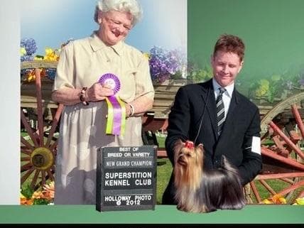 Yorkshire Terrier Puppies breeder image 19
