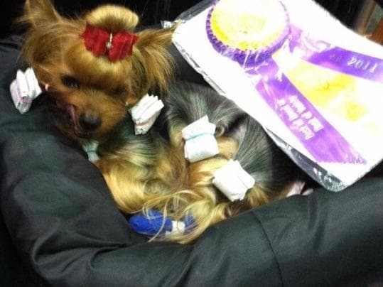 Yorkshire Terrier Puppies breeder image 26