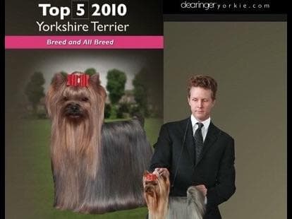 Yorkshire Terrier Puppies breeder image 17