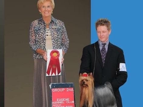 Yorkshire Terrier Puppies breeder image 28