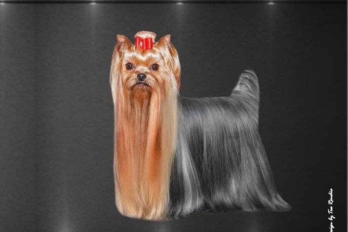 Yorkshire Terrier Puppies breeder image 29