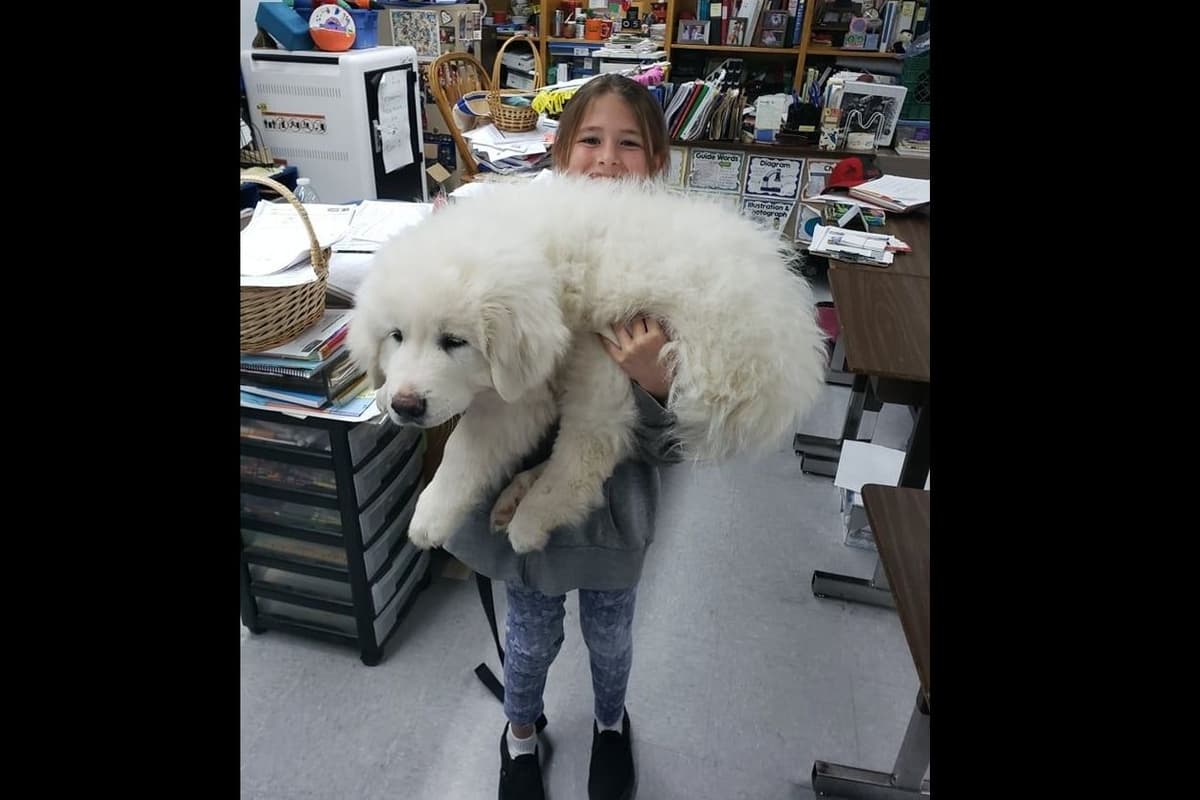 Great Pyrenees Puppies champion lines breeder image 1