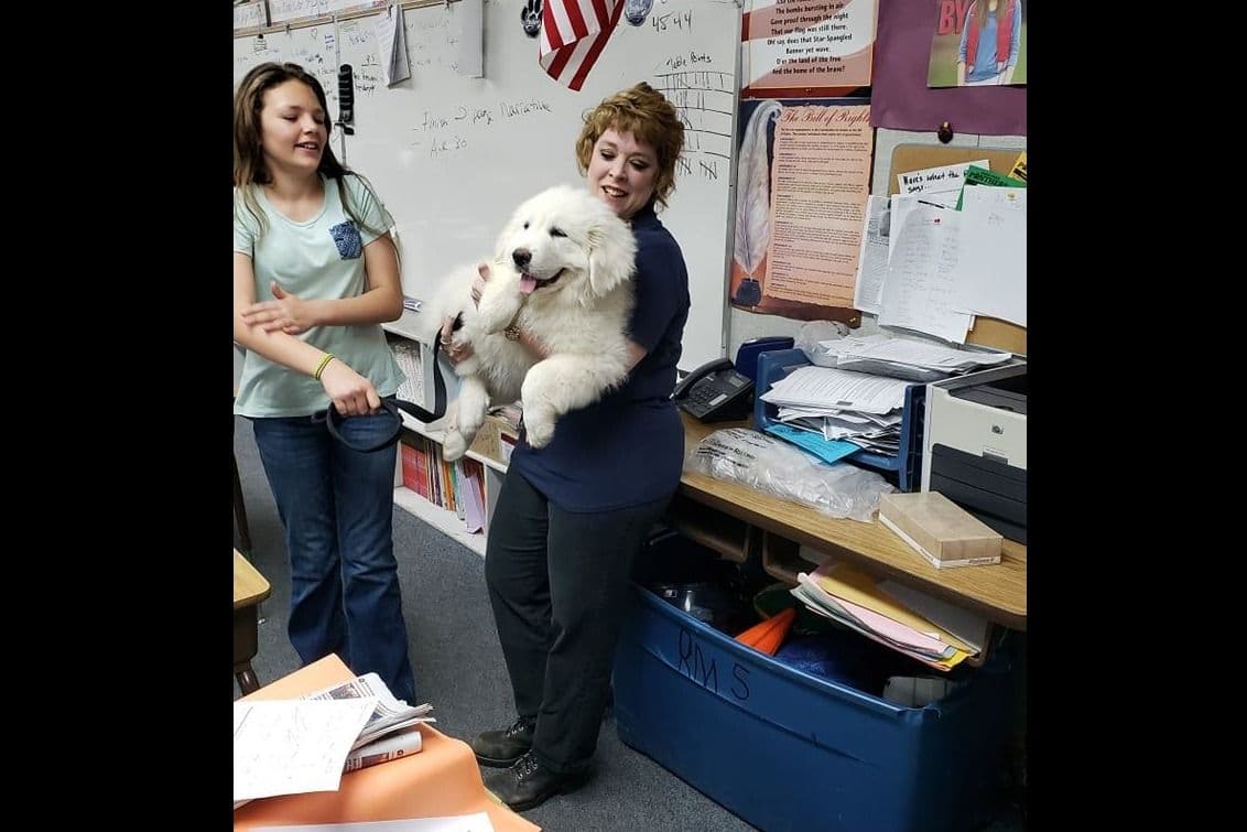 Great Pyrenees Puppies champion lines breeder image 2