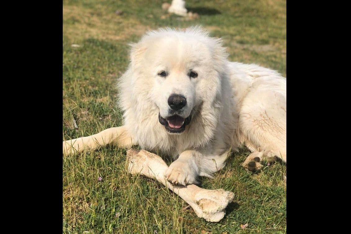 Great Pyrenees Puppies champion lines breeder image 3