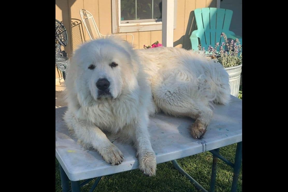 Great Pyrenees Puppies champion lines breeder image 4