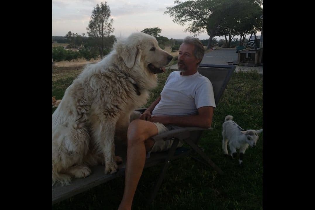 Great Pyrenees Puppies champion lines breeder image 5