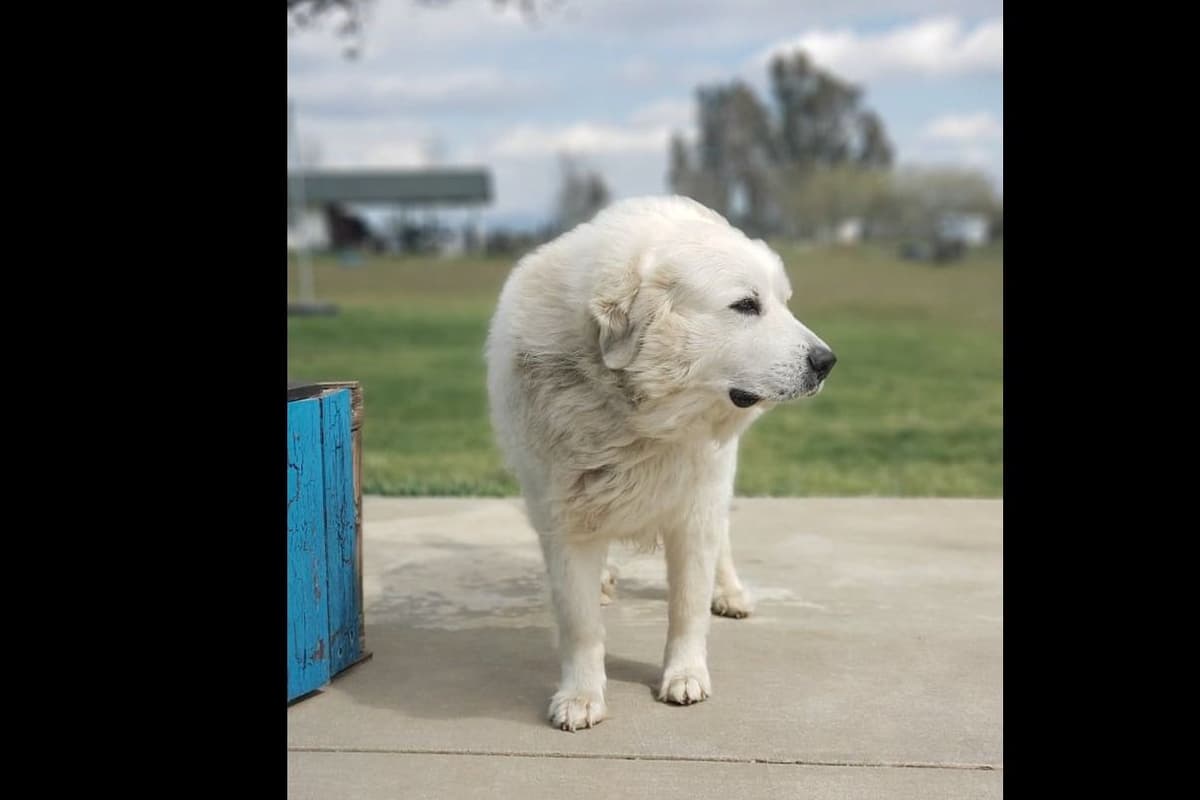 Great Pyrenees Puppies champion lines breeder image 6