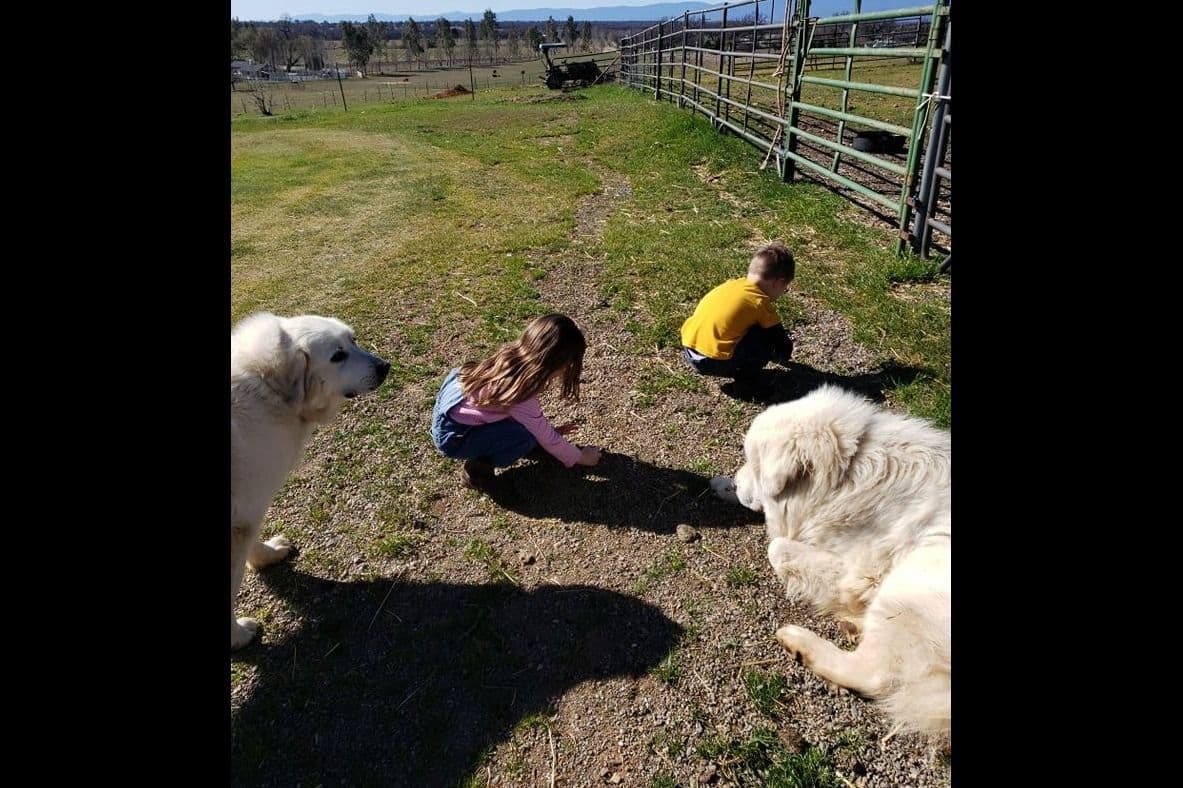 Great Pyrenees Puppies champion lines breeder image 8