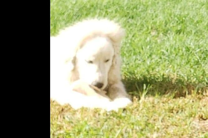 Great Pyrenees Puppies champion lines breeder image 9