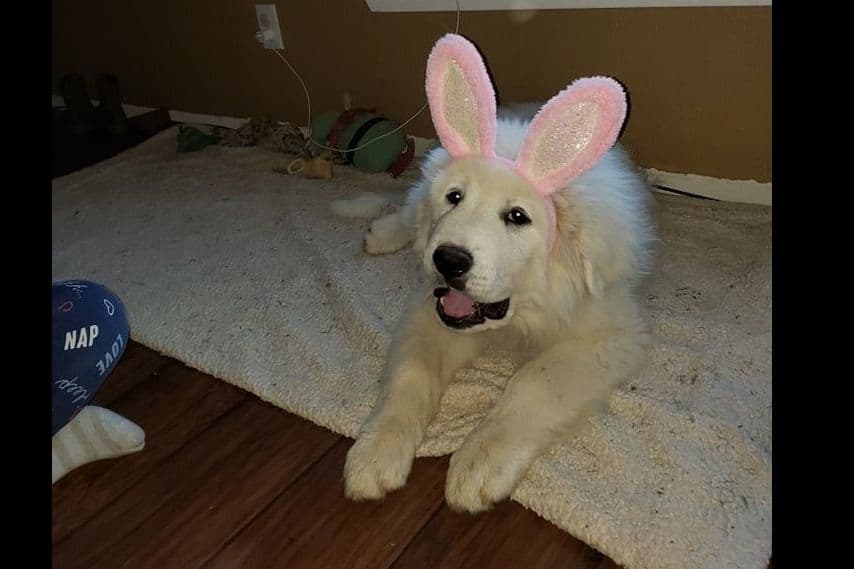Great Pyrenees Puppies champion lines breeder image 10