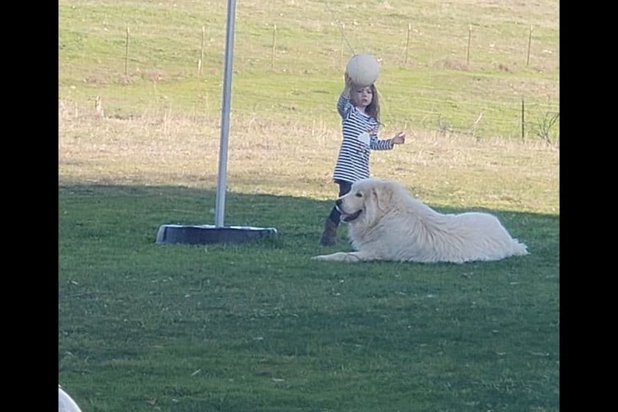 Great Pyrenees Puppies champion lines breeder image 11