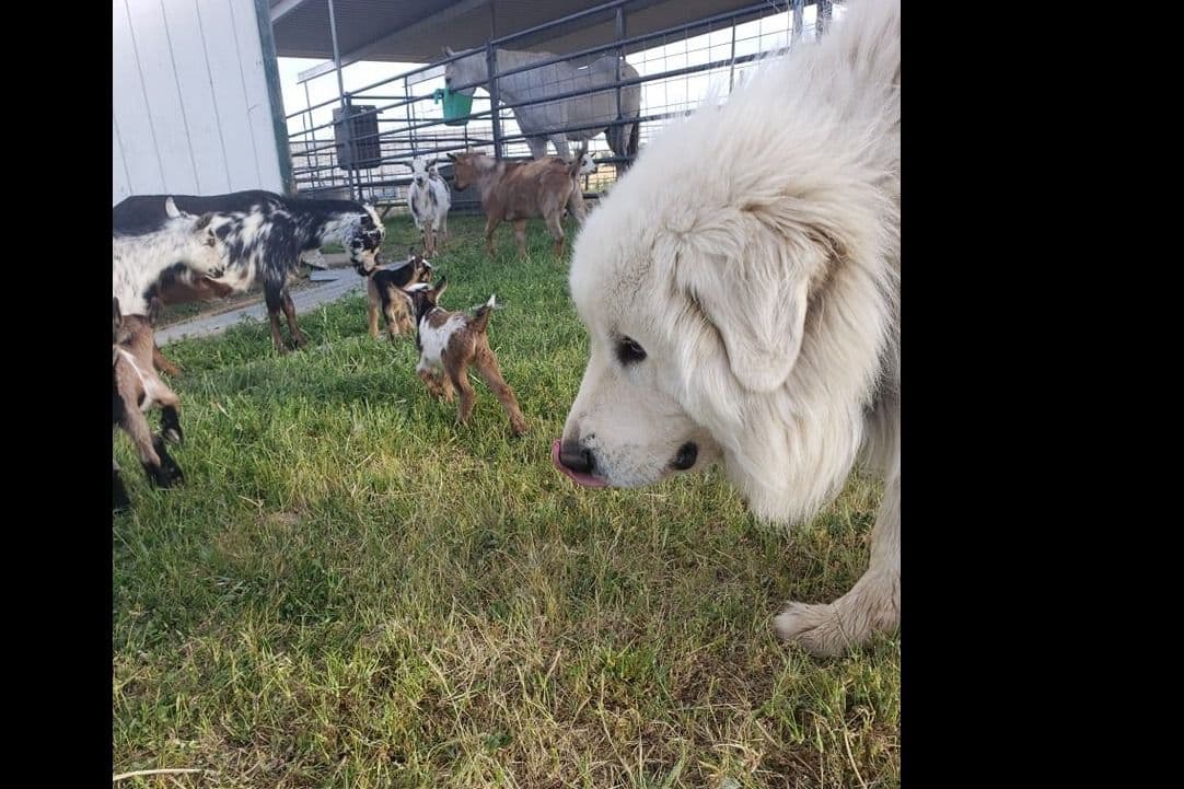 Great Pyrenees Puppies champion lines breeder image 12