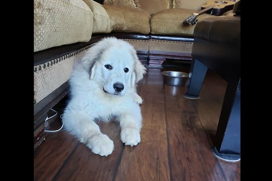 Great Pyrenees Puppies champion lines breeder image 13