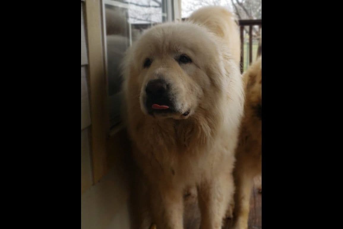 Great Pyrenees Puppies champion lines breeder image 14