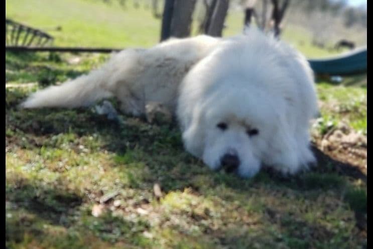 Great Pyrenees Puppies champion lines breeder image 15