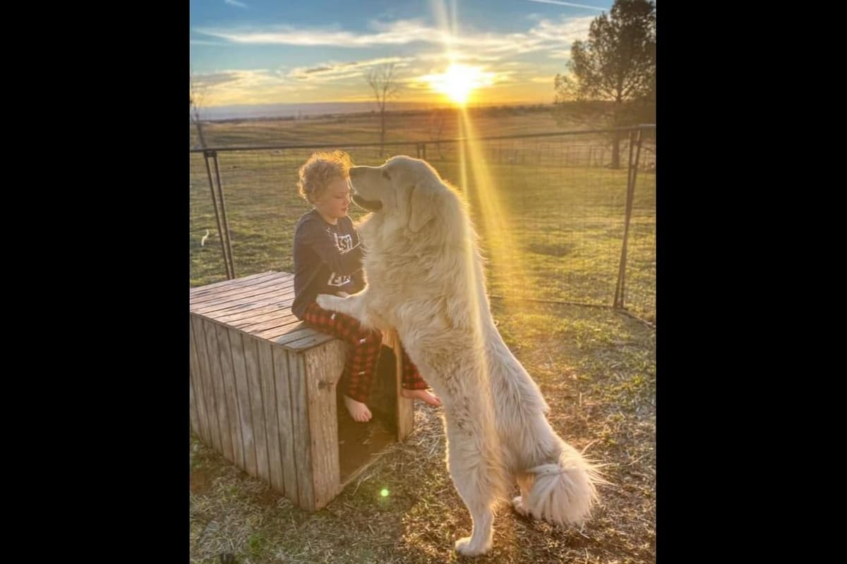 Great Pyrenees Puppies champion lines breeder image 16