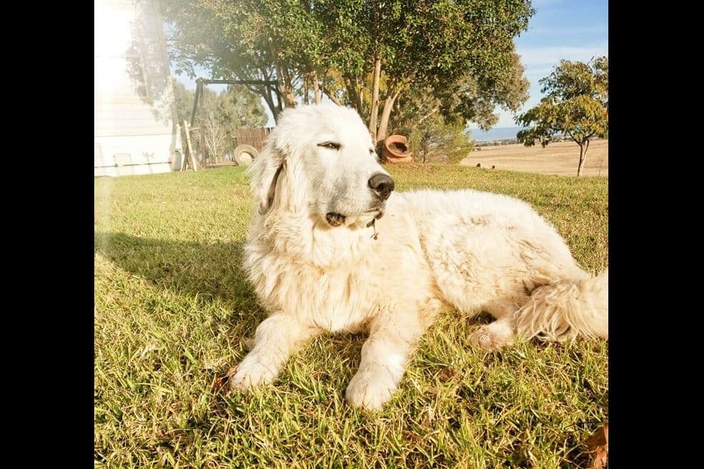 Great Pyrenees Puppies champion lines breeder image 17