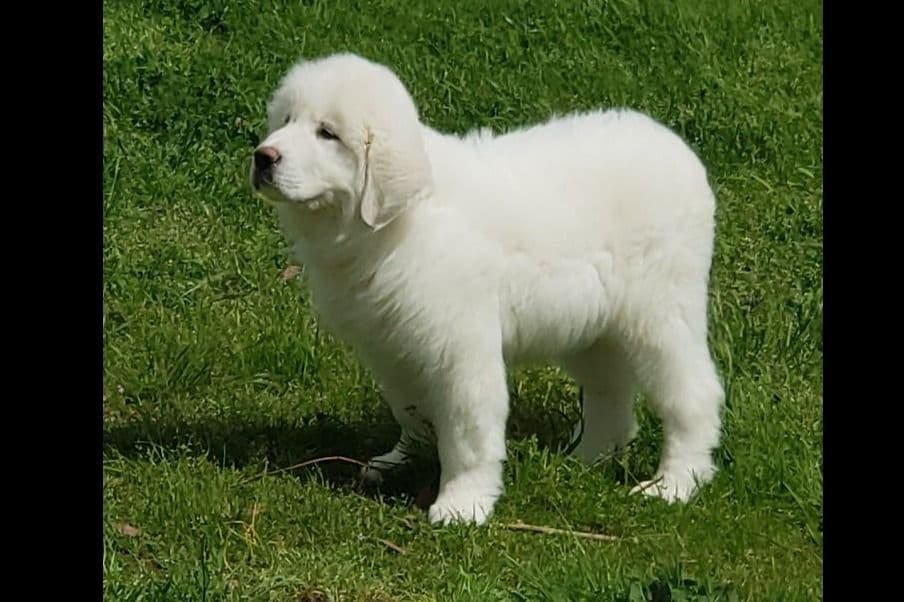 Great Pyrenees Puppies champion lines breeder image 18