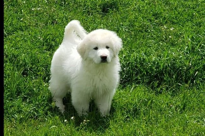 Great Pyrenees Puppies champion lines breeder image 19