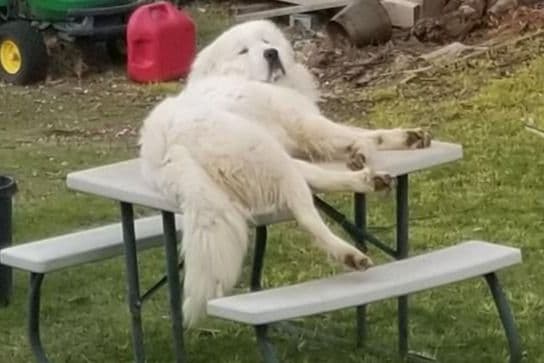 Great Pyrenees Puppies champion lines breeder image 20