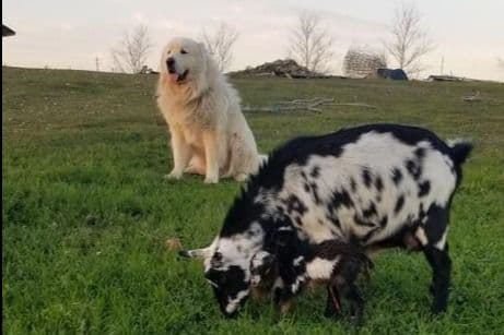 Great Pyrenees Puppies champion lines breeder image 21