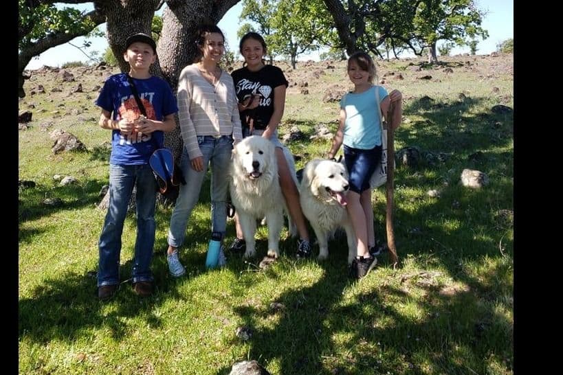 Great Pyrenees Puppies champion lines breeder image 22