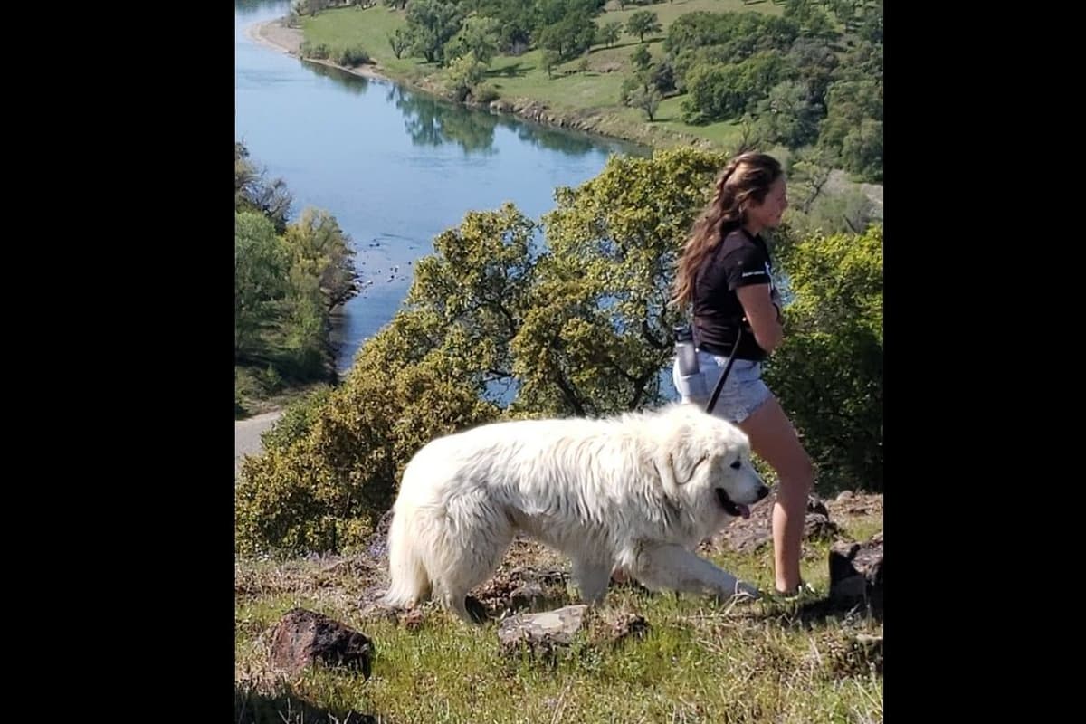 Great Pyrenees Puppies champion lines breeder image 23