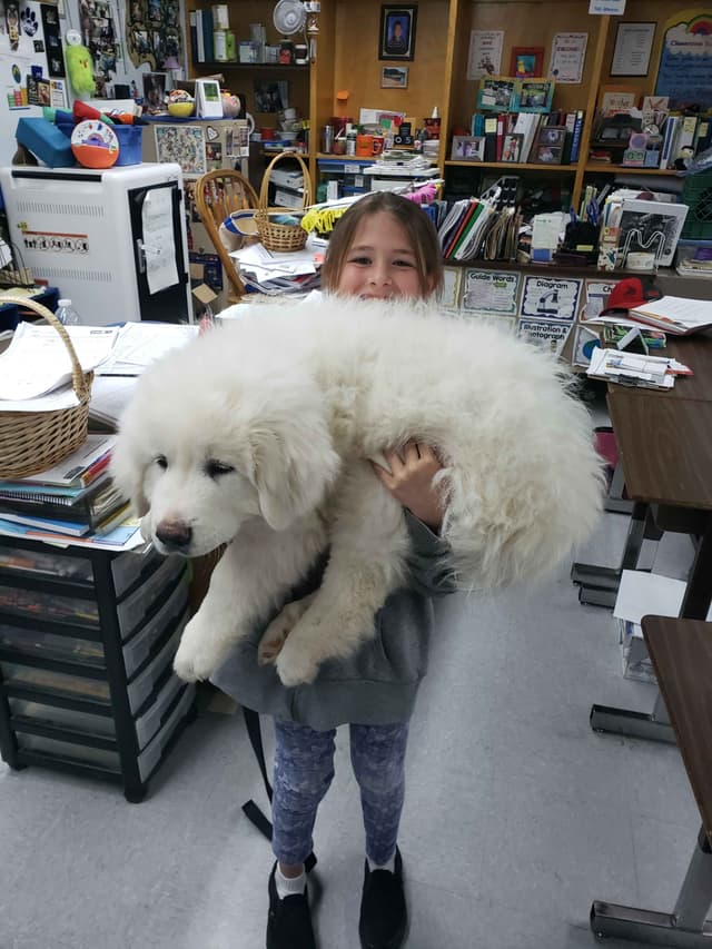 Great Pyrenees Puppies champion  lines media 5