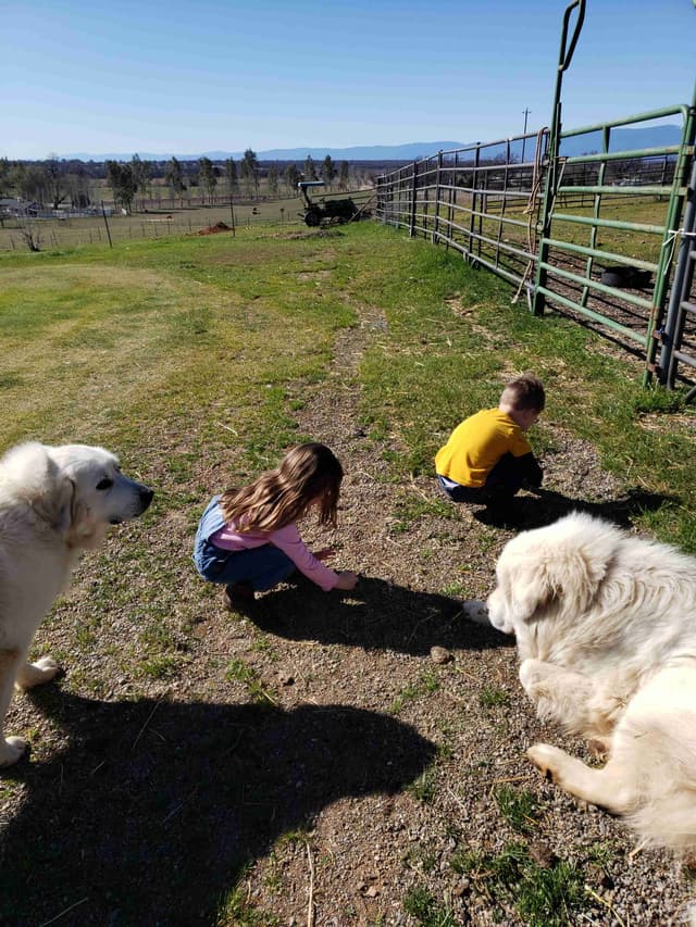 Great Pyrenees Puppies champion  lines media 4