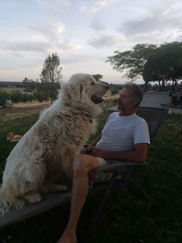 Great Pyrenees Puppies champion  lines media 3