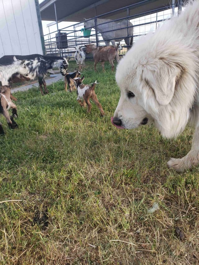 Great Pyrenees Puppies champion  lines media 6