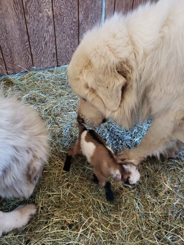 Great Pyrenees Puppies champion  lines media 7