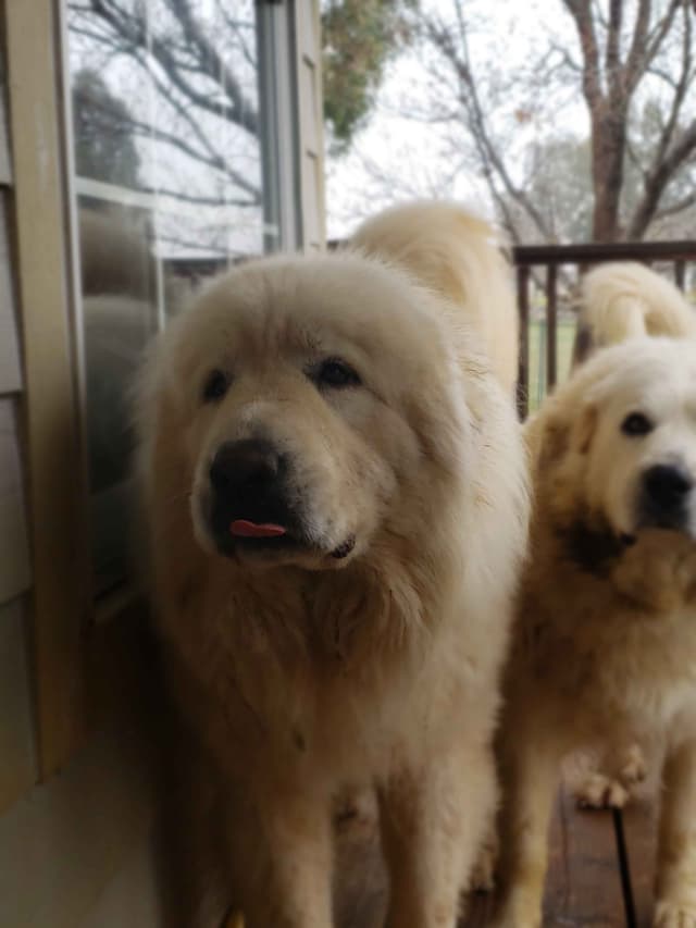 Great Pyrenees Puppies champion  lines media 8