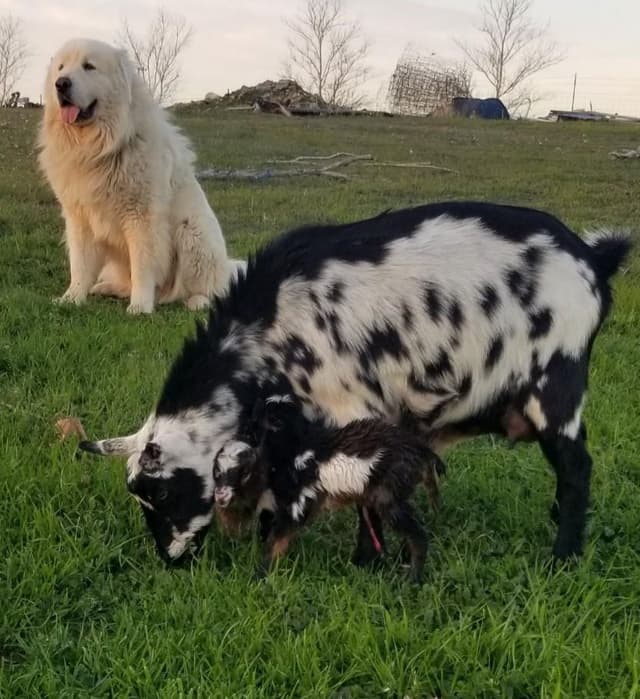 Great Pyrenees Puppies champion  lines media 9