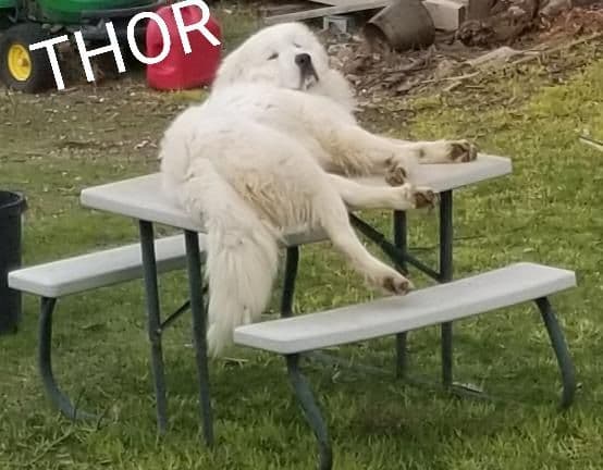 Great Pyrenees Puppies champion  lines media 10