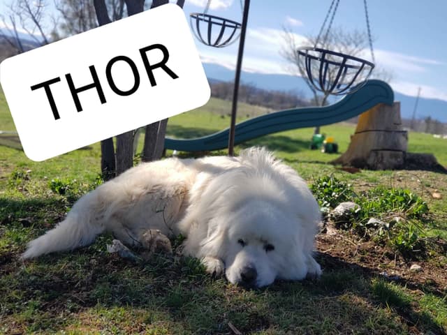Great Pyrenees Puppies champion  lines media 11