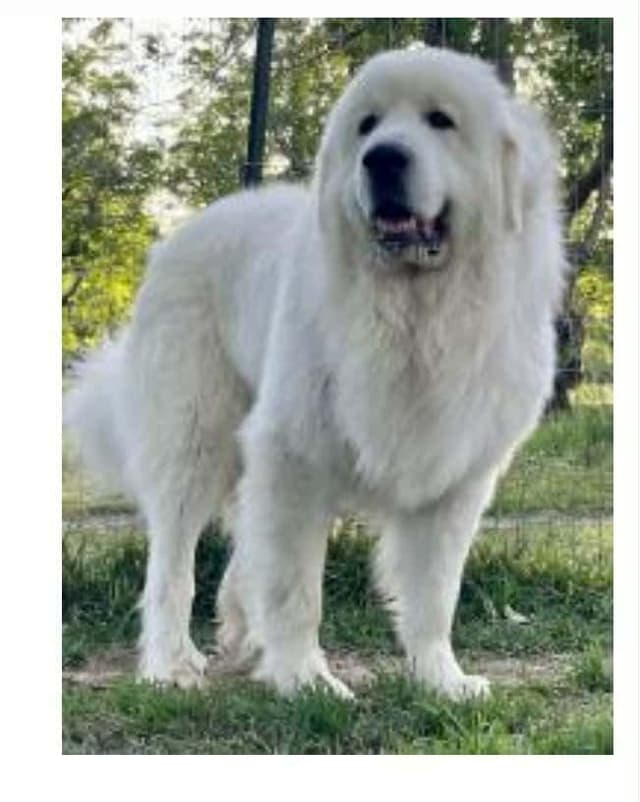 Great Pyrenees Puppies champion  lines media 15