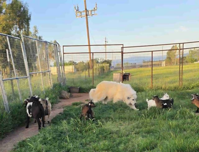 Great Pyrenees Puppies champion  lines media 12
