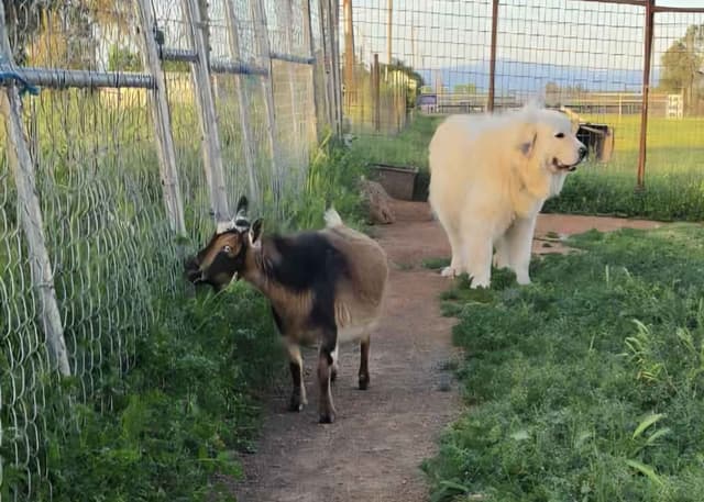 Great Pyrenees Puppies champion  lines media 14