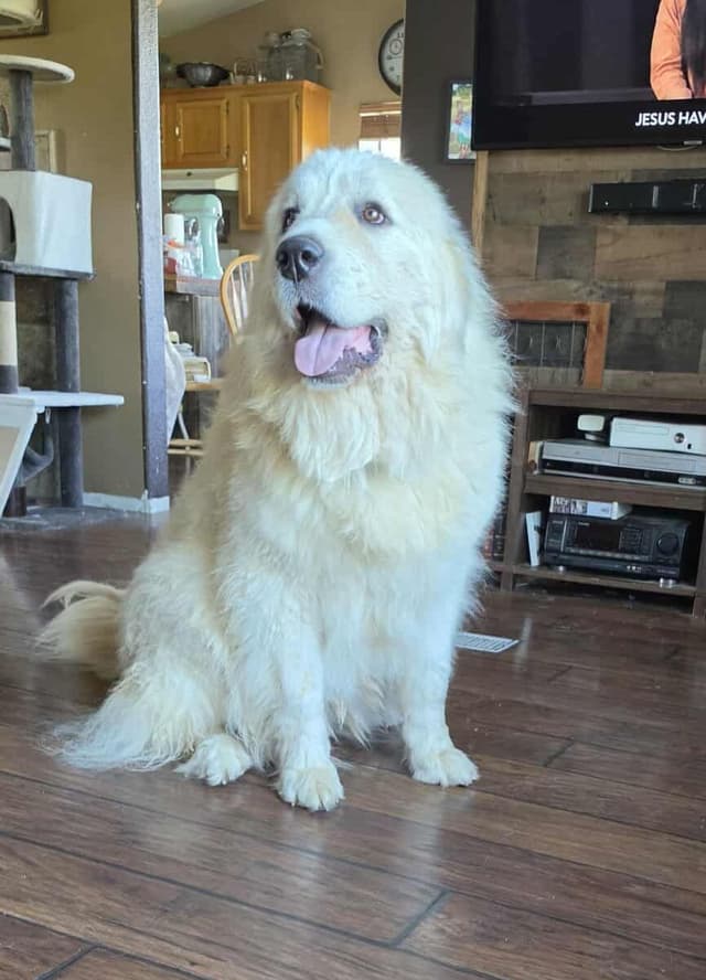 Great Pyrenees Puppies champion  lines media 13