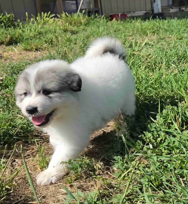 Great Pyrenees Puppies champion  lines media 16