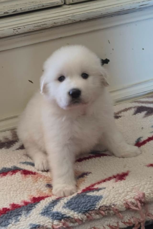 Great Pyrenees Puppies champion  lines media 18