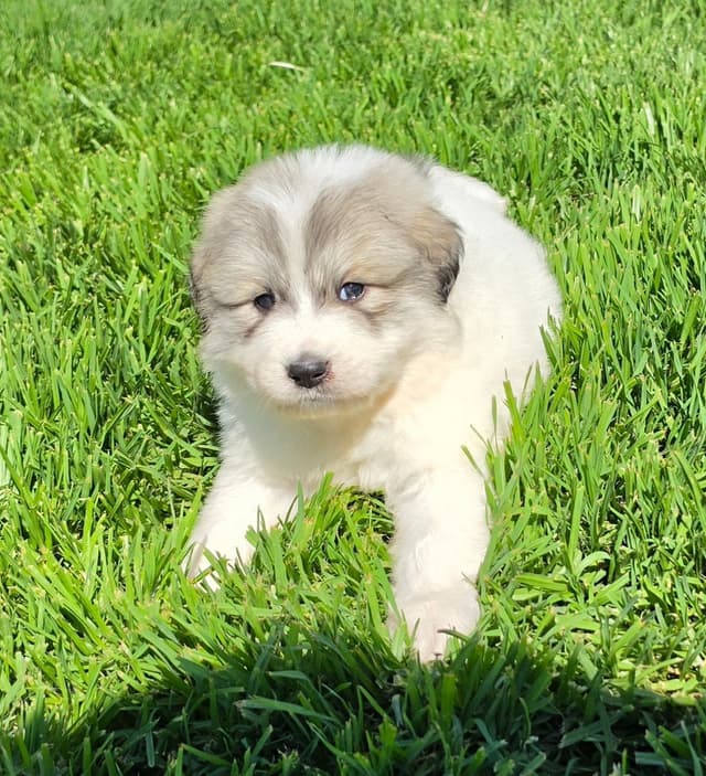 Great Pyrenees Puppies champion  lines media 19